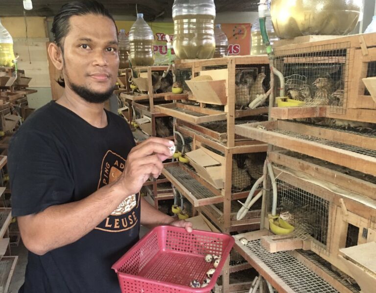 Hendro Fernando, Weapon Supplier Who Turned into Quail Eggs Supplier